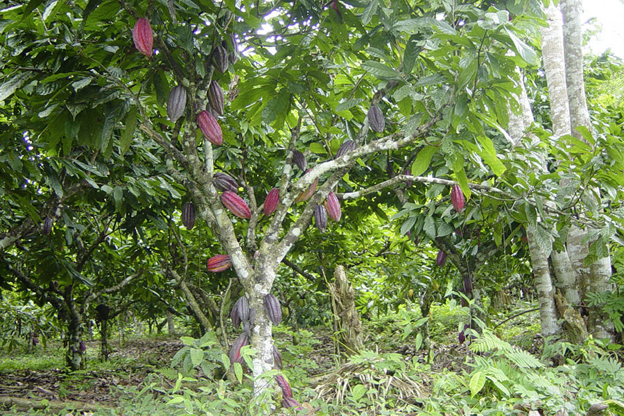 La question du Cadmium dans le chocolat La question du Cadmium dans le chocolat